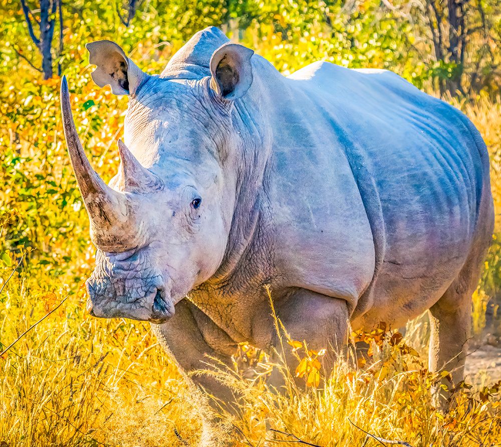 Mark P. Witton's Blog: September 2017, image size:1000x893