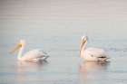 Pelican Pals