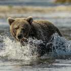 Brown Bear in Katmai National Park