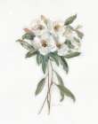 Mountain Laurel II