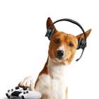 Gaming Dog