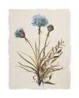 Honeybloom Botanical I