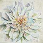 White Dahlias II - Patricia Pinto