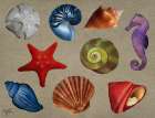 Sea Shells - Elizabeth Medley