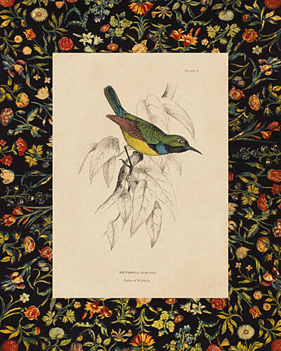 One Little Sunbird with Border