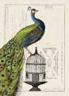 Peacock Birdcage I