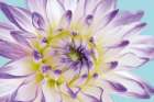 DAHLIA IN TEAL II