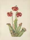 North American Wild Flowers 1925 - Pitcherplant