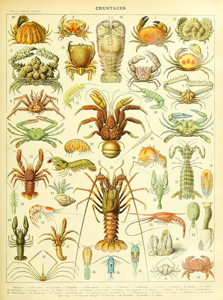 Crustaces-  Adolphe Millot