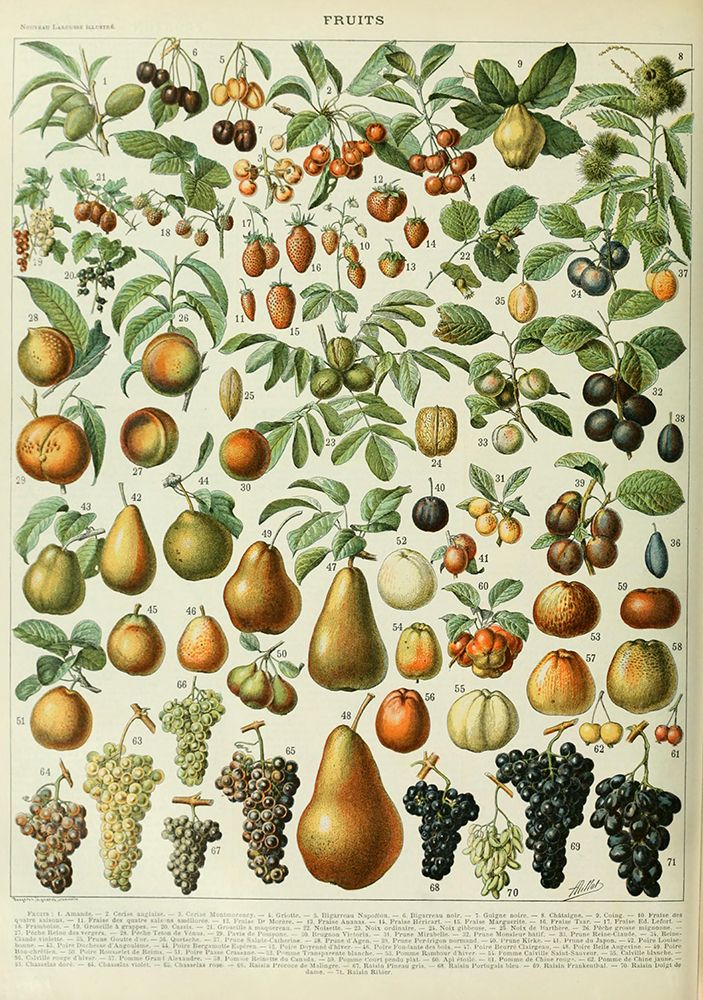 Fruits A-  Adolphe Millot