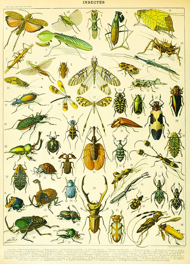 Insectes A-  Adolphe Millot