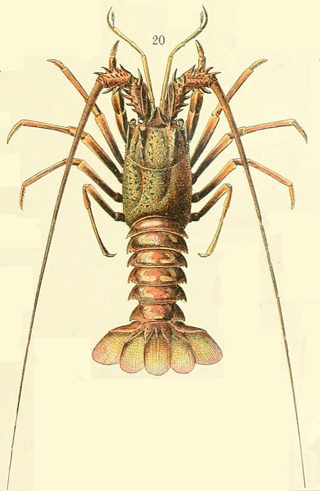 Lobster Fig 20-  Adolphe Millot