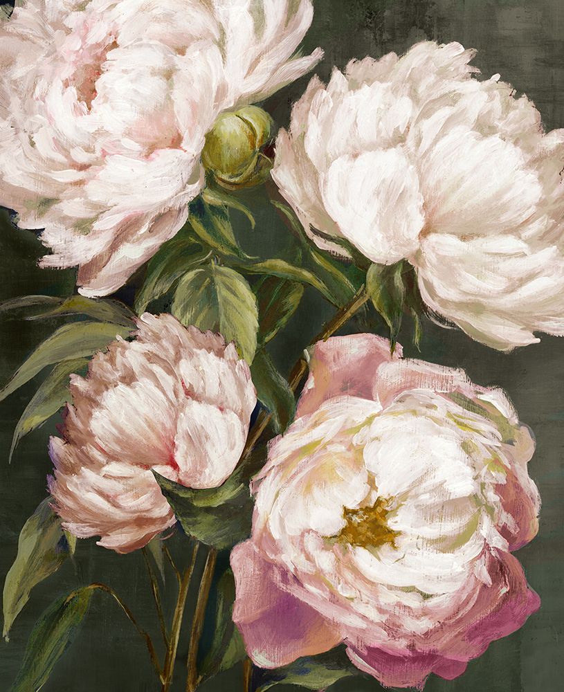 Blooming Peonies against Dark Backdrop