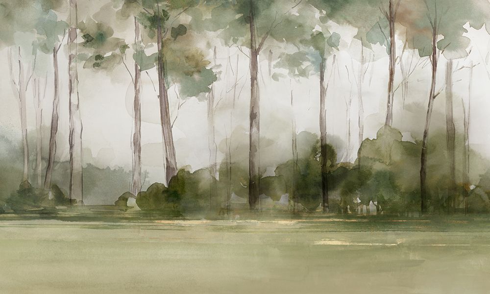 Misty Forest Morning Light