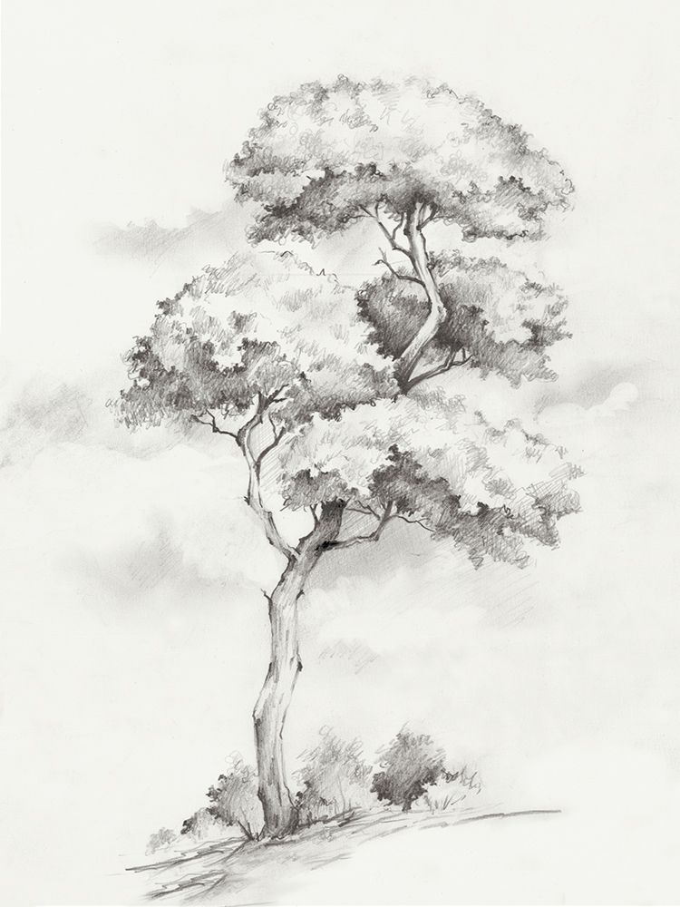 Solitary Tree in Gentle Breeze II