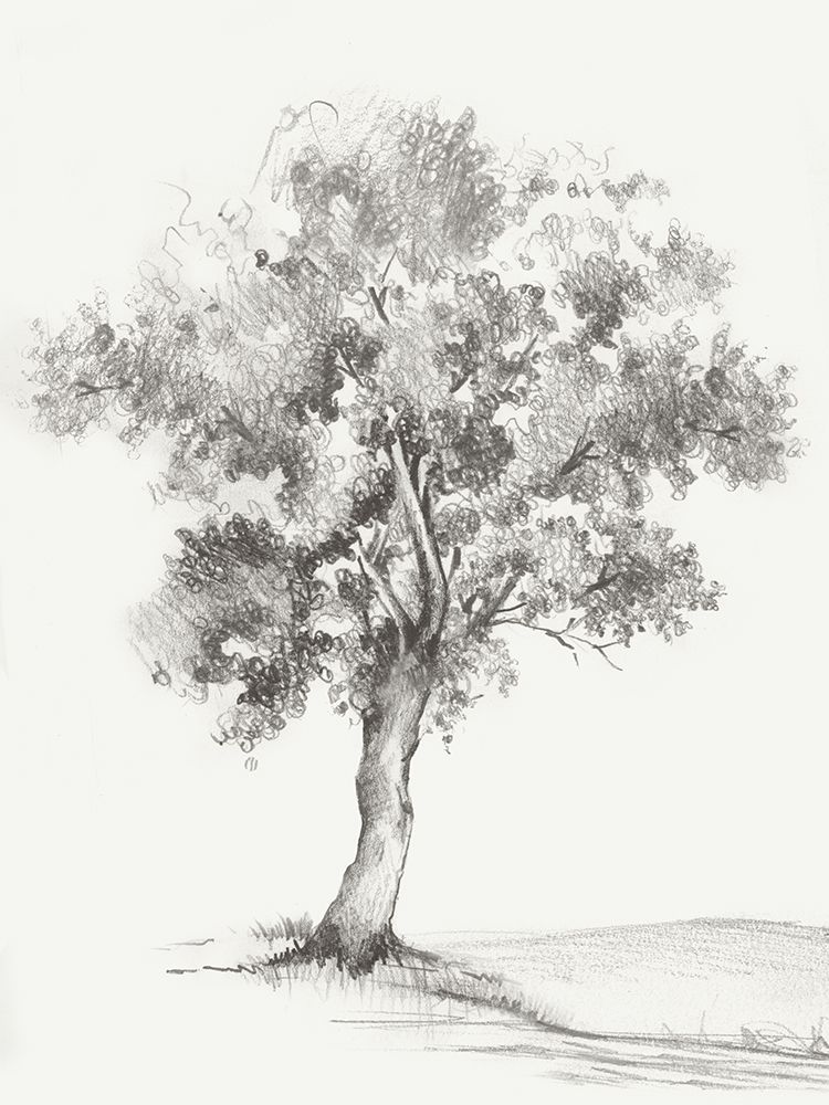 Solitary Tree in Gentle Breeze III