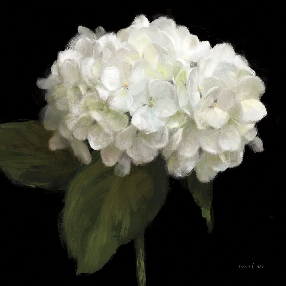 Gentle Hydrangea