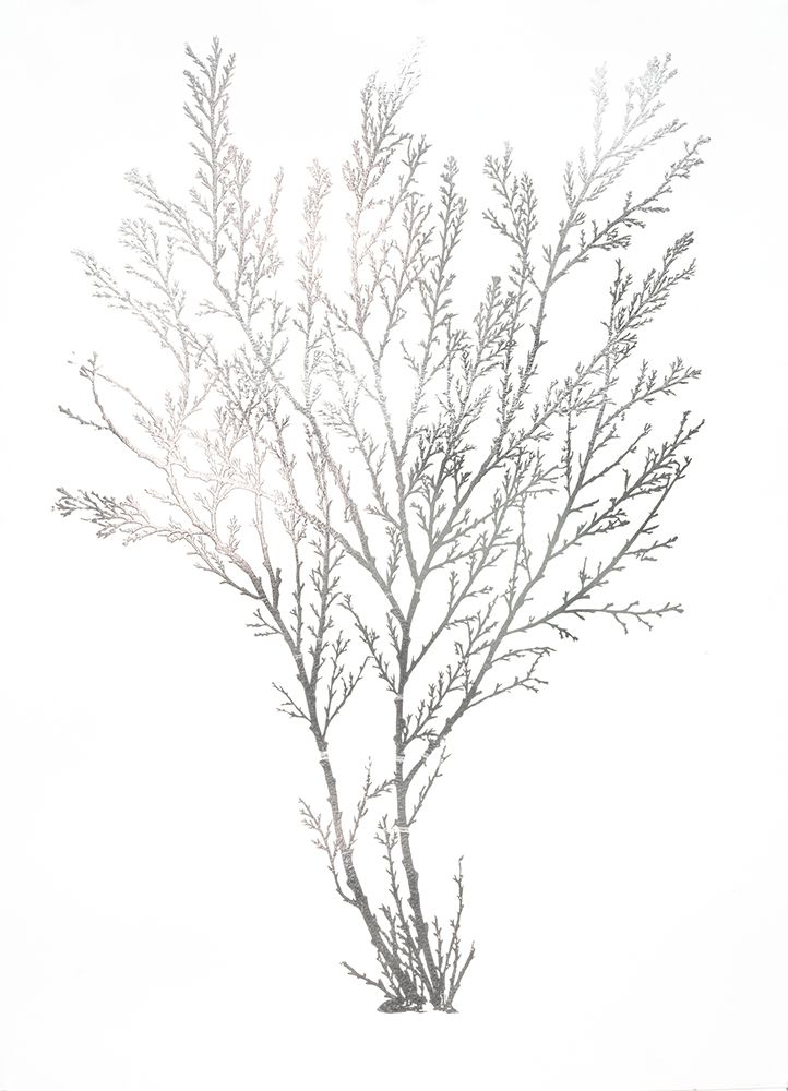 Silver Foil Algae I Contract Picture Framers