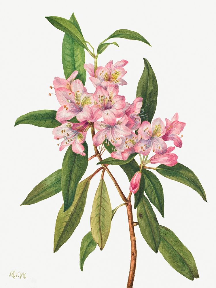 Rose Bay Rhododendron-1932