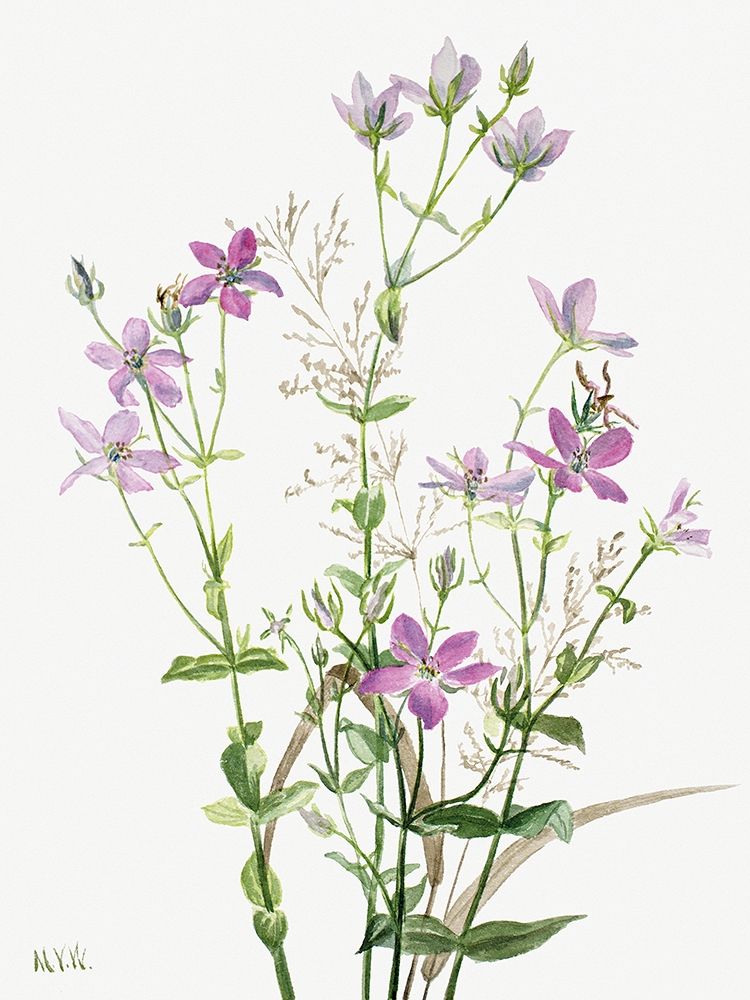 Sabbalia angularis-1880