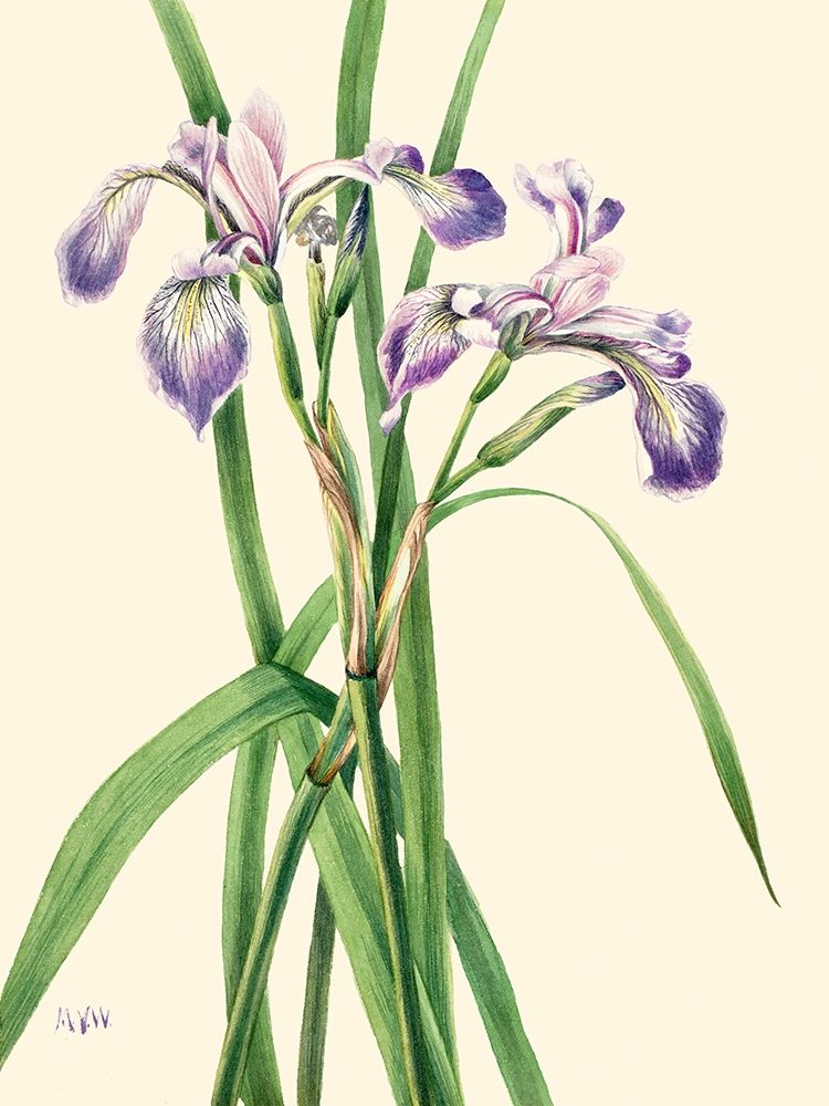 Blueflag Iris-1919