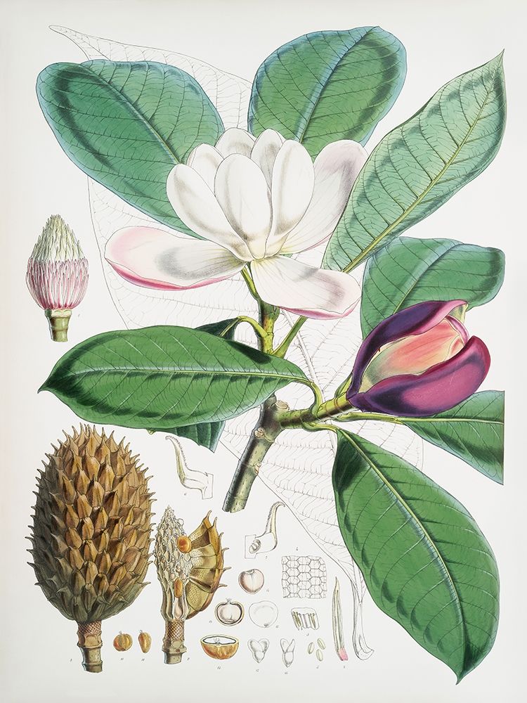 Magnolia Hodgsonii-1855
