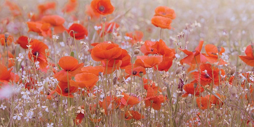 Poppy Meadow 