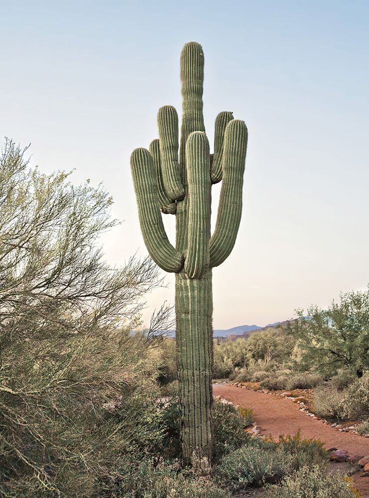Sonoran Saguaro I