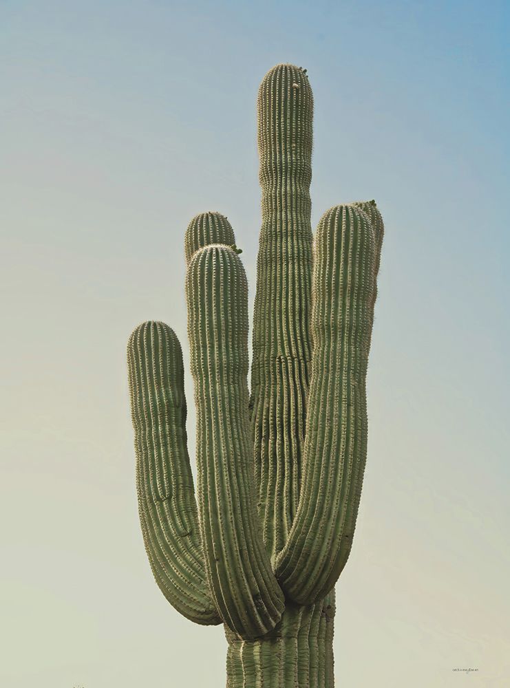 Sonoran Saguaro II