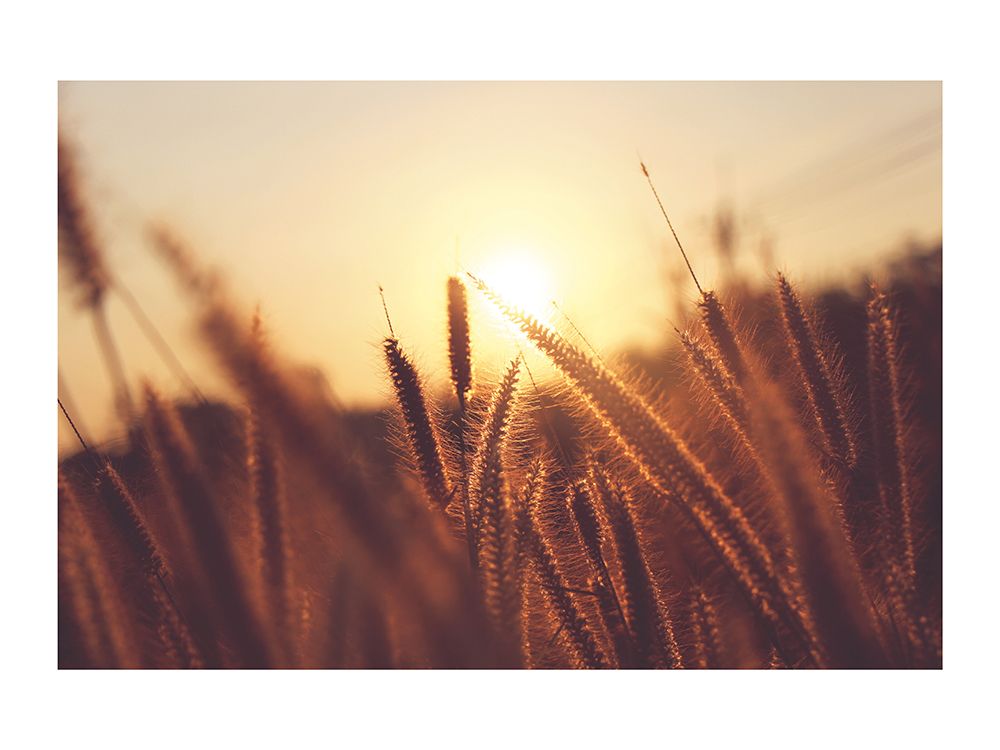 Epis au Coucher du Soleil