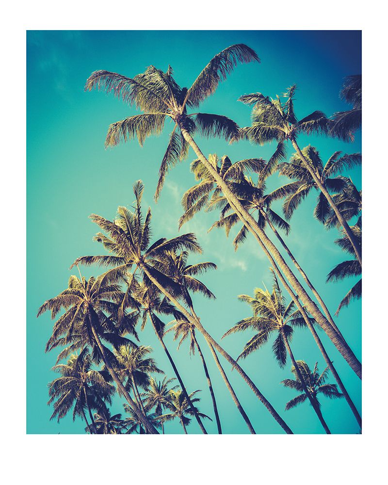 Palm Trees