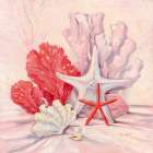 Coral Still Life II - Natural Art Print