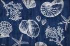 Saint Tropez Shells Horizontal - Indigo Art Print