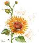 Arianna Sunflowers I - White Art Print