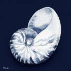 Grenada Shells I - Midnight Art Print