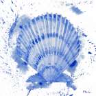 Grenada Shells II Art Print