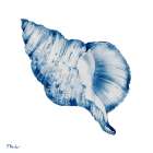 Grenada Shells III - Indigo Art Print