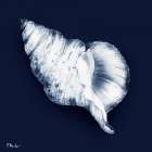 Grenada Shells III - Midnight Art Print