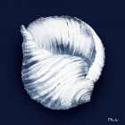 Grenada Shells IV - Midnight Art Print