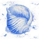 Grenada Shells IV Art Print