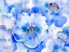 Misty Blue Poppies Art Print