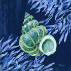 Bondi Shells III Art Print