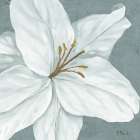 Floral Bloom VI Art Print