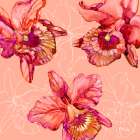 Hilo Orchids - Coral Art Print