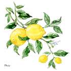 Sicilian Lemons I Art Print