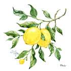 Sicilian Lemons II Art Print