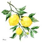 Sicilian Lemons III Art Print