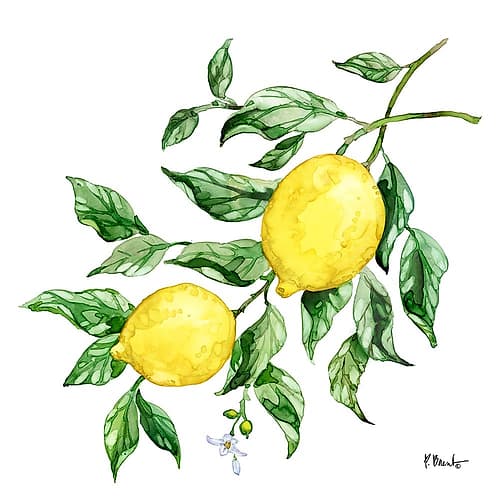 Sicilian Lemons IV Art Print