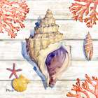 Bahia Shells Wood III Art Print