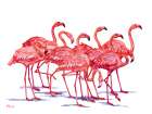 Hilo Flamingos Horizontal - White Art Print